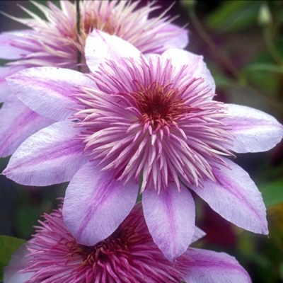 Plamienok - Clematis 'Rubens' 40+ Co1L 40/50