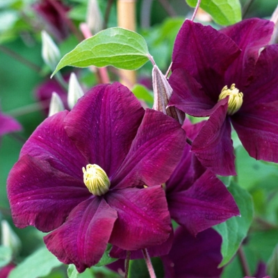 Plamienok - Clematis 'Warszawska Nike' 40+ Co2L