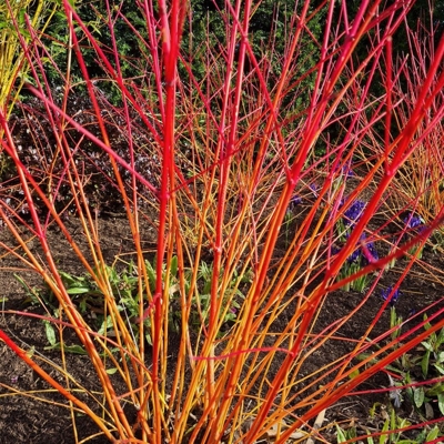 Cornus sanguinea ´Winter Beauty´ Co2L 30/40