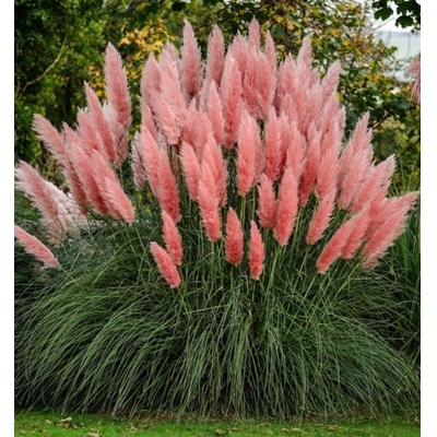 Pampová tráva - Cortaderia selloana ´Rosea´