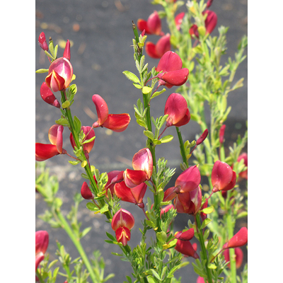 Zanoväť - Cytisus 'Boskoop Ruby' 30/40 P15