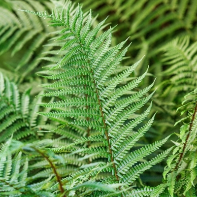 Papraď samčia - Dryopteris filix-mas  Co2L