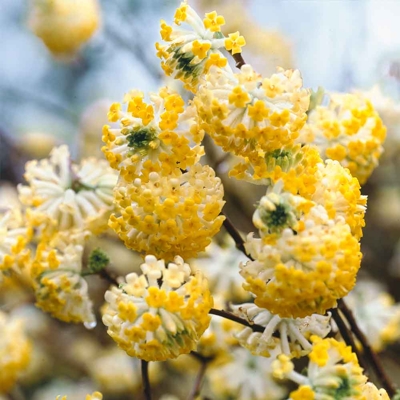 Edgeworthia chrysantha ´Grandiflora´ 40/50 Co7L