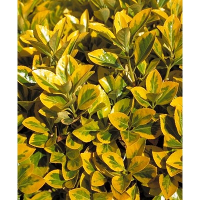 Bršleň - Euonymus japonicus ´Aureomarginatus´  Co2,5L 20/30