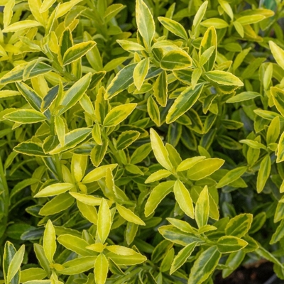 Bršlen japonský  - Euonymus japonicus 'Micophyllus Aureovariegatus'   Co2,5  20/30