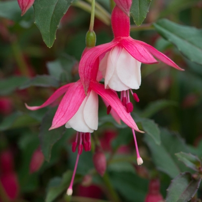 Fuchsia ´Elma´