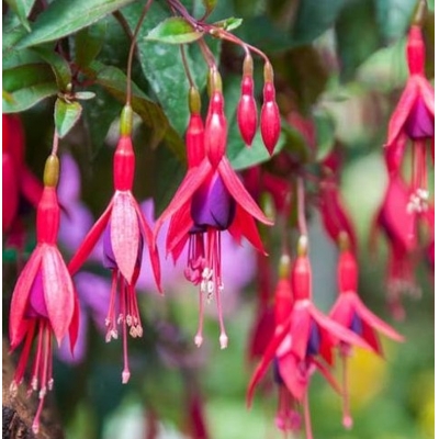 Fuchsia ´Tom Thumb´ Co2L