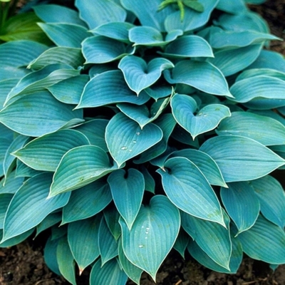 Funkia - Hosta ´Fire and Ice´ Co1,5L 5/10