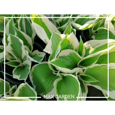 Funkia - Hosta