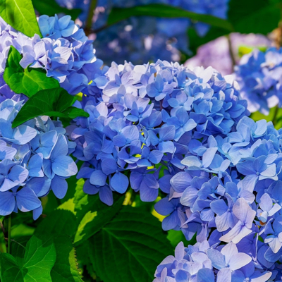 Hortenzia kalinolistá - Hydrangea macrophylla 'Leuchtfeuer'  Co4L  30-40