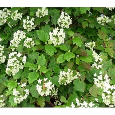 Hortenzia dubolistá -  Hydrangea quercifolia ´Snowlake´ - 30+cm