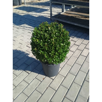 ILEX CRENATA ´Glory Gem´ Co3L 20/25