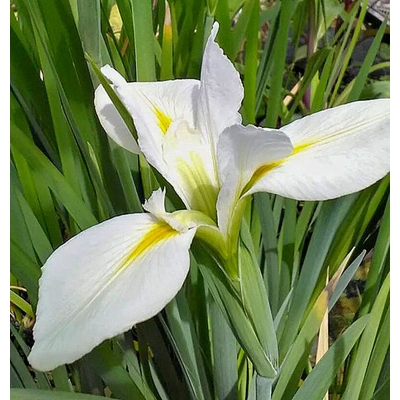 Kosatec louisianský - Iris louisiana 'Alba' -