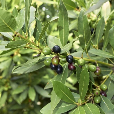 Vavrín pravý - Laurus Nobilis L. P9 15/20