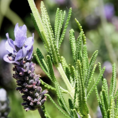 Levanduľa úzkolistá - Lavandula angustifolia  P18