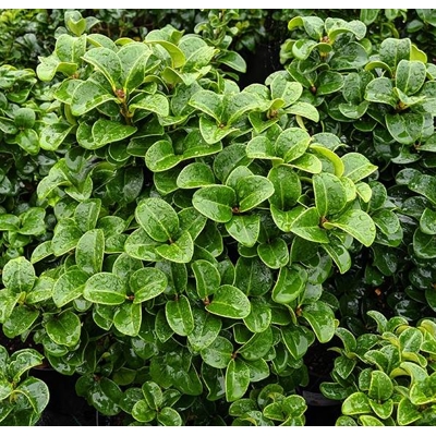 Vtáčí zob vajcovitolistý - Ligustrum ovalifolium  40+ P11