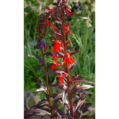 Lobelia fulgens P9