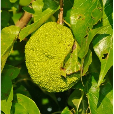 Maklúra pomarančová - Maclura pomifera - 40+cm