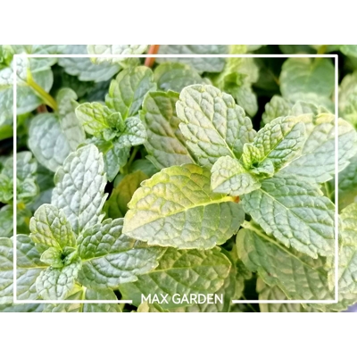 Mäta Marocká - Mentha spicata var. crispa ‘Moroccan’