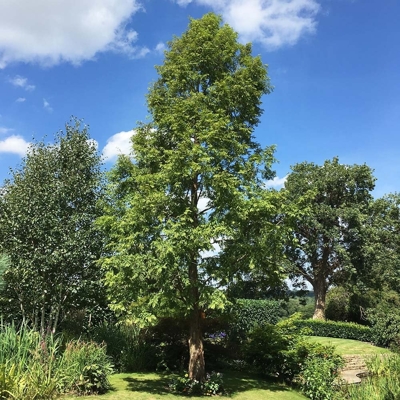 Sekvoja vždyzelená - Sequoia sempervirens Co5L 80/100