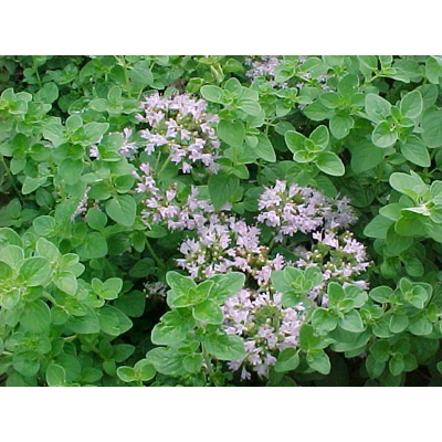 Pamajorán - Origanum vulgare P14