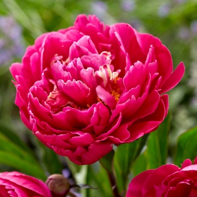 Pivonka čínska - Paeonia lactiflora 'Kansas'  P14