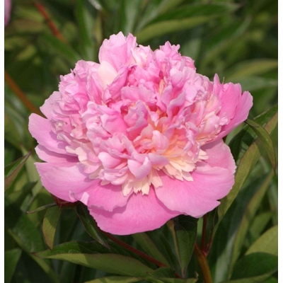 Pivonka čínska - Paeonia lactiflora Sorbet