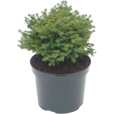 Smrek obyčajný - Picea abies ´Little gem´  Co2L 15/20