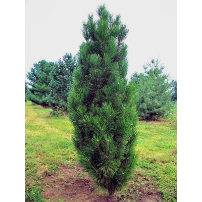 Pinus Nigra ´Bambino´  Co15L  KM70/80 d40-45