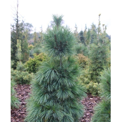 Pinus Nigra ´Bambino´  Co15L  KM70/80 d40-45