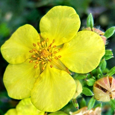 Nátržník - Potentilla fruticosa 'Goldfinger' Co2,5L