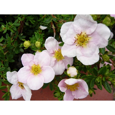 Nátržník - Potentilla fruticosa ´Pink Queen´ Co1,5L