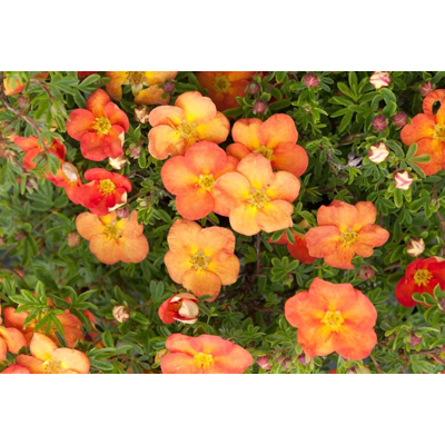 Nátržník - Potentilla fruticosa ´Red Ace´ Co2,5L 20/30