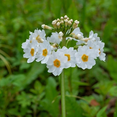 Primula denticulata