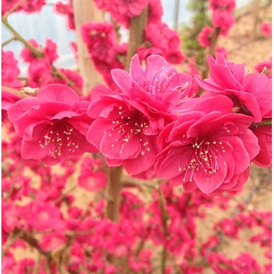 Čerešňa pilovitá - Prunus serrulata  'Kanzan' KM180