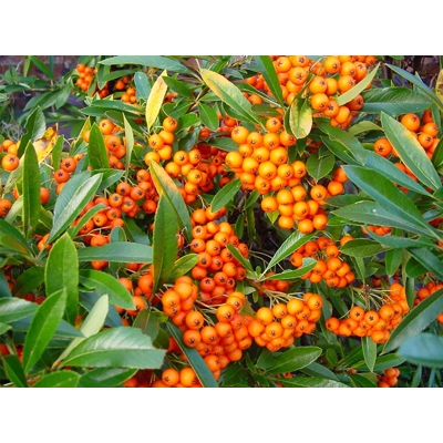 Hlohyňa šarlátová - Pyracantha 'Orange Glow' Veľkosť: 40 , RK2