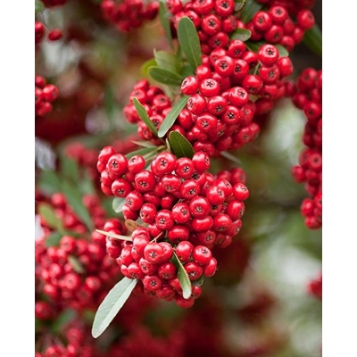 Hlohyňa šarlátová - Pyracantha coccinea ´Red Column´ Co2L 40+