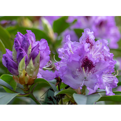 Rododendrón - Rhododendron 'Midnight Mystique' 30/40