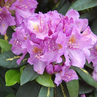 Rododendrón - Rhododendron 'Goldflimmer'  30/40