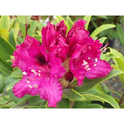 Rododendrón - Rhododendron  'Madame Fortier' Co3L 30/40