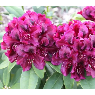 Rododendrón - Rhododendron 'Midnight Mystique' 30/40