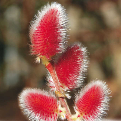 Vŕba ružová - Salix gracilistyla 'Mount Aso' KM60