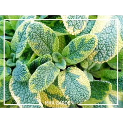 Salvia officinalis ´Icterina´ Co2L