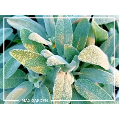 Šalvia lekárska - Salvia officinalis 'Maxima' Co2L