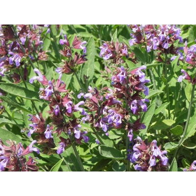 Šalvia lekárska - Salvia officinalis 'Maxima' P14