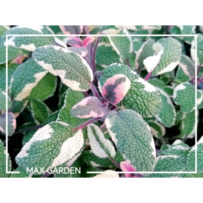 Salvia officinalis ´Tricolor´  P14