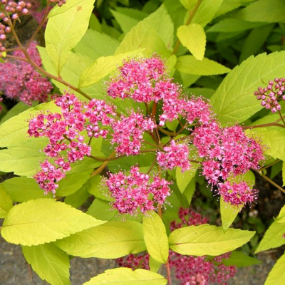 Spiraea japonica ´Golden Princess´ Co2,5L 20/30