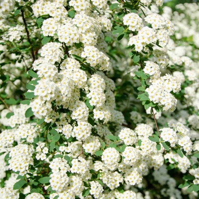 Tavoľník japonský - Spiraea bumalda 'Goldflame' Co2,5 20/30