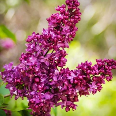 Orgován obyčajný - Syringa vulgaris 'Charles Joly'  Co12L km1/2