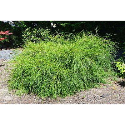 Tuja - Thuja plicata 'WHIPCORD'  20/30 Co2,5L